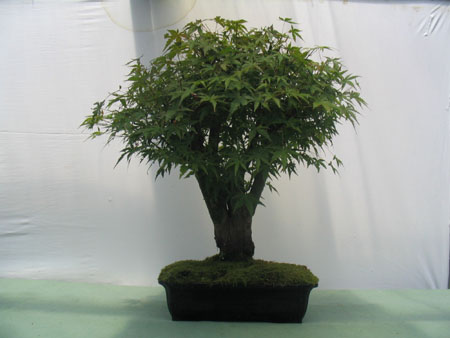 Acer Japónico_4